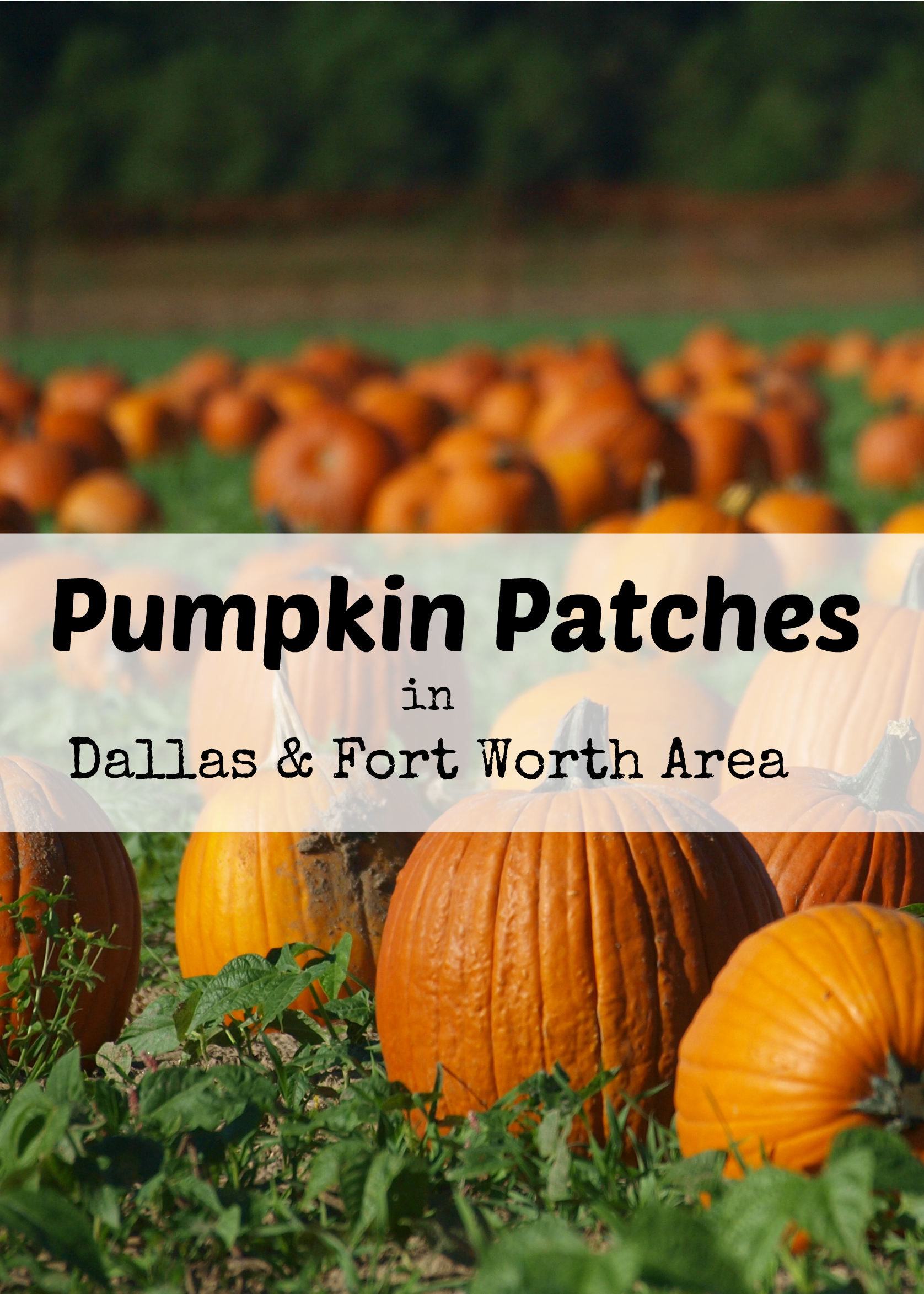 Pumpkin Patch Fort Worth Tx 2013