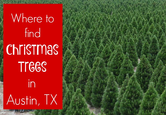 Christmas Trees in Austin, TX