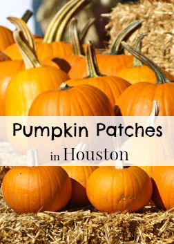 Houston Pumpkin Patches 