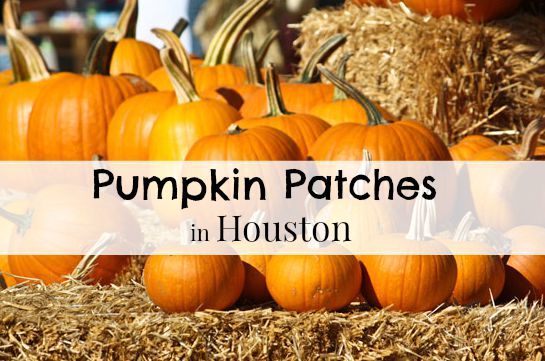 Houston Pumpkin Patches