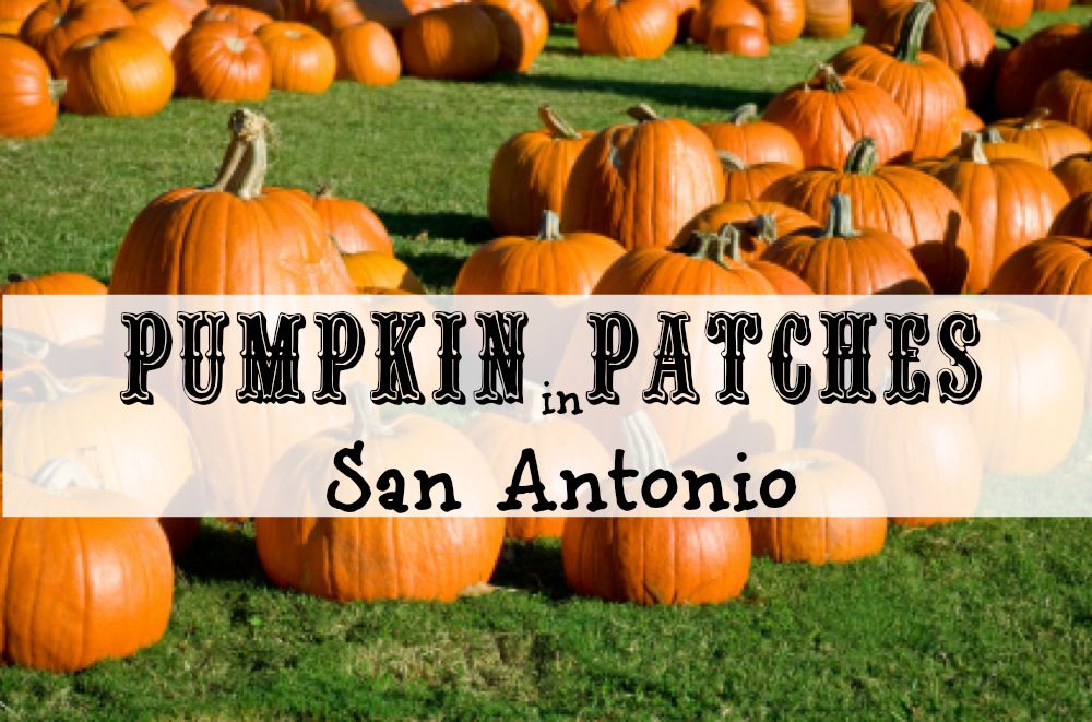 pumpkin patches in san antonio
