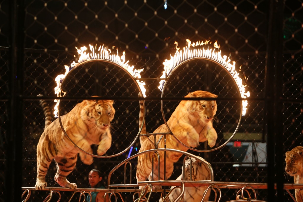 Ben Hur Shrine Circus Cedar Park Center Austin, TX