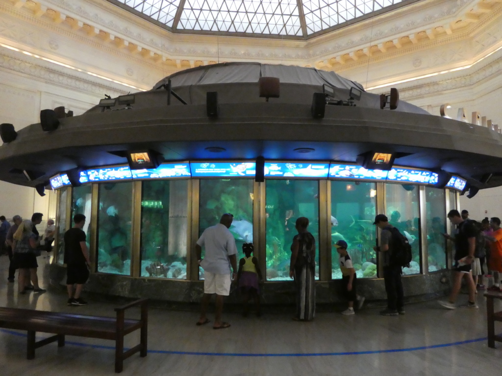  Chicago avec des enfants - Aquarium Shedd 