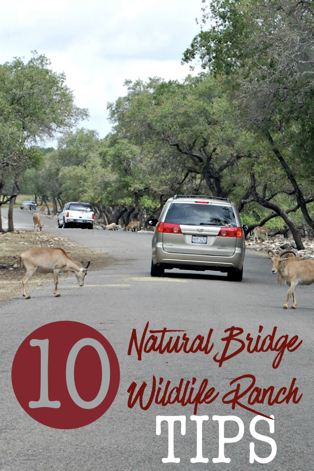 10 Natural Bridge Wildlife Ranch Tips 