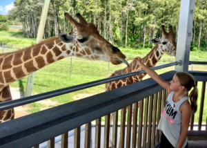 Giraffe feeding at Lion Country Safari in The Palm Beaches